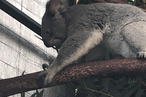 Perth Hills - Wildlife, Art & Gastronomy - Mackay Tourism 3