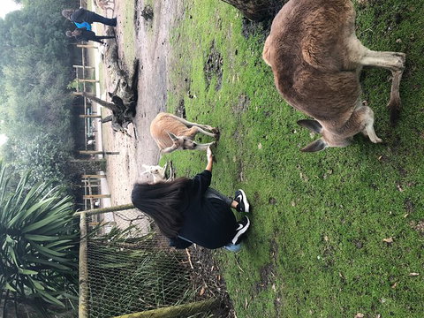 Perth Hills - Wildlife, Art & Gastronomy - Mackay Tourism 4