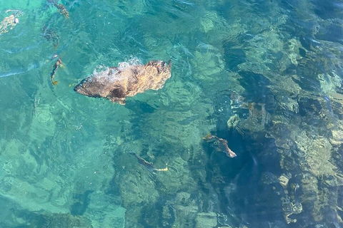 Aquascene Magnetic Island Discovery Tour - Mackay Tourism 1