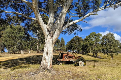 Blue Mountains Private Tour - Wild Kangaroos, Waterfalls And The Three Sisters - Mackay Tourism 1