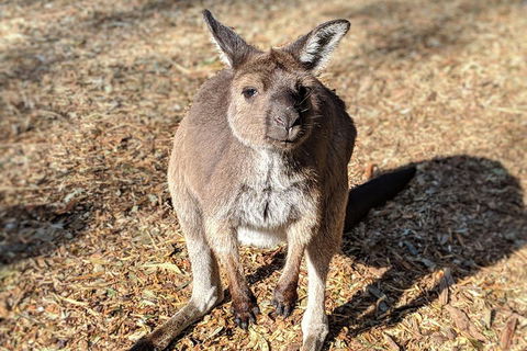 Blue Mountains Private Tour - Wild Kangaroos, Waterfalls And The Three Sisters - Mackay Tourism 2
