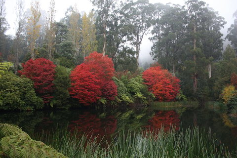 LGBT+ Friendly Full Day Yarra Valley & Dandenong Ranges Private Tour - Mackay Tourism 2
