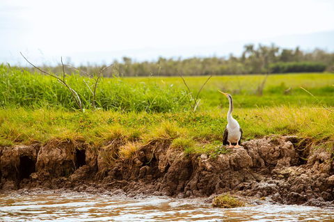 Darwin City Sights And Jumping Crocodile Cruise - Mackay Tourism 2