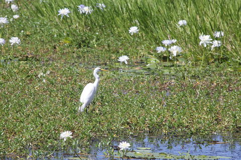 Darwin City Sights And Jumping Crocodile Cruise - Mackay Tourism 4