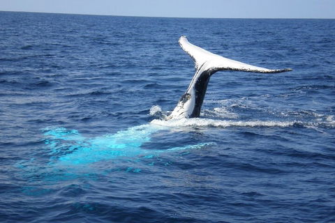 Whale Watching Jervis Bay - Mackay Tourism 0