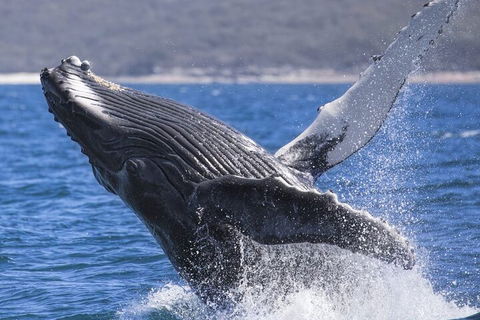 Whale Watching Jervis Bay - Mackay Tourism 2