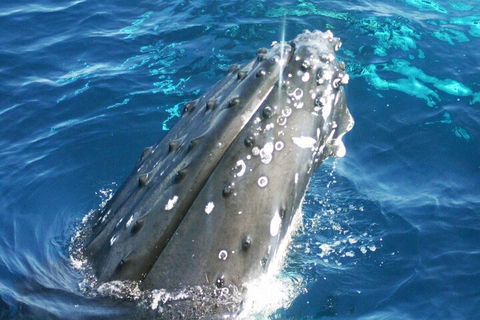 Whale Watching Jervis Bay - Mackay Tourism 3