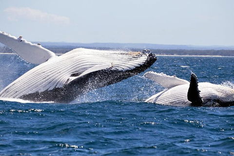 Whale Watching Jervis Bay - Mackay Tourism 5