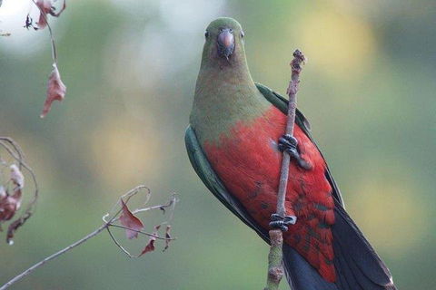 Inside The Greater Blue Mountains World Heritage - A Wildlife Safari Overnight - Mackay Tourism 0