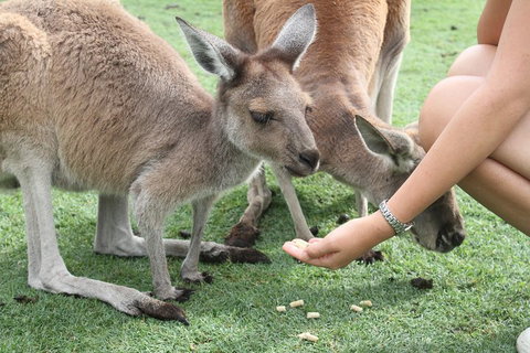 Pinnacles Desert, Koalas And Sandboarding 4WD Day Tour From Perth - Mackay Tourism 1