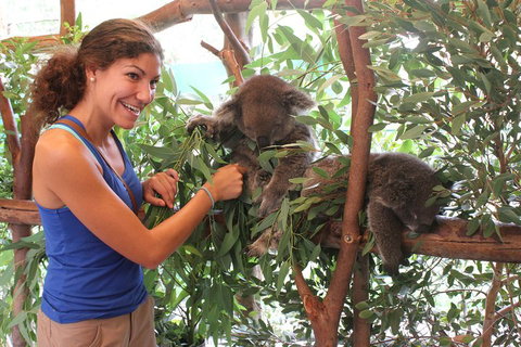 Pinnacles Desert, Koalas And Sandboarding 4WD Day Tour From Perth - Mackay Tourism 5