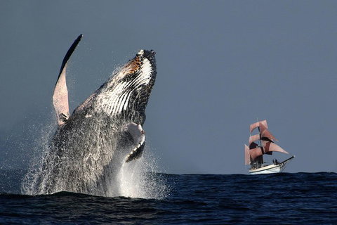 Sydney Harbour Tall Ship Whale & Sail - Whale Watching Cruise - Mackay Tourism 0