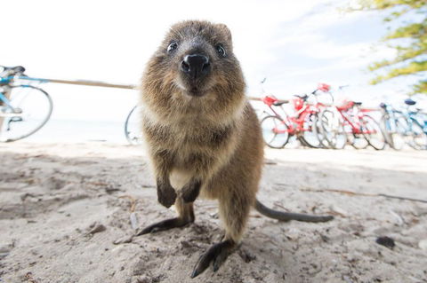 Rottnest Island Round-Trip Ferry From Perth Or Fremantle - Mackay Tourism 3