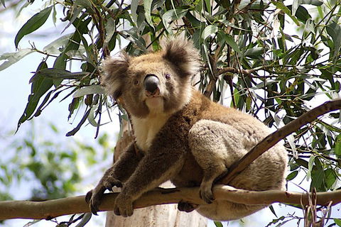 Melbourne Combo: Great Ocean Road, Puffing Billy, Moonlit Sanctuary & Penguins - Mackay Tourism 3