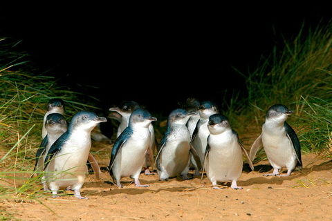 Melbourne Combo: Great Ocean Road, Puffing Billy, Moonlit Sanctuary & Penguins - Mackay Tourism 4