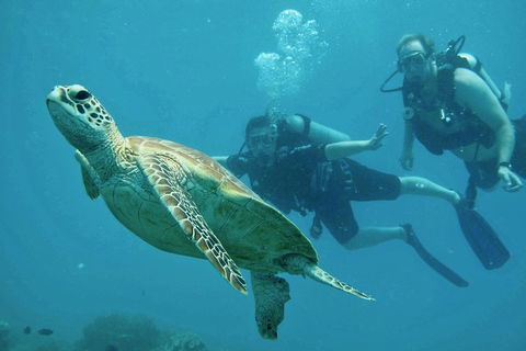 Ocean Freedom Great Barrier Reef Personal Luxury Snorkel & Dive Cruise, Cairns - Mackay Tourism 4