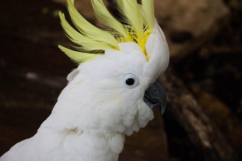 Cairns ZOOM And Wildlife Dome - Mackay Tourism 2