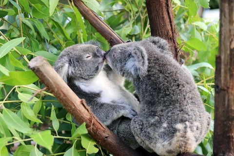 Classic Kuranda By Skyrail And Scenic Railway Including Rainforestation, Koala And Wildlife Park And Pamagirri Aboriginal Experi - Mackay Tourism 3