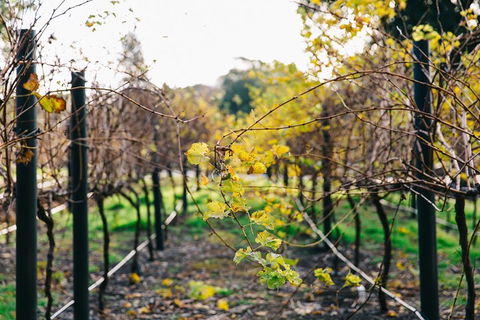Australian Wine Discovery Tour Ticket - Mackay Tourism 4