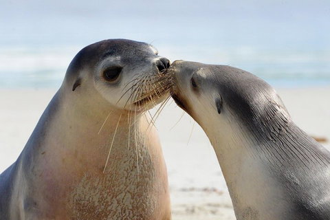 2 Day Ultimate Kangaroo Island With Return Ferry - Mackay Tourism 2