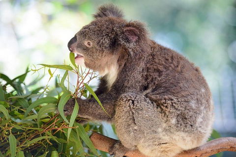 Blue Mountains Private Tour From Sydney With Featherdale Park - Mackay Tourism 2