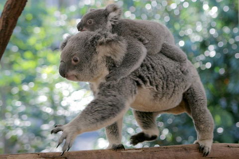 Lone Pine Koala Sanctuary Admission With Brisbane River Cruise - Mackay Tourism 0