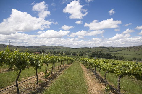Hunter Valley Wine Tour From Sydney Incl Lunch, Cheese, Chocolate And Distillery - Mackay Tourism 0