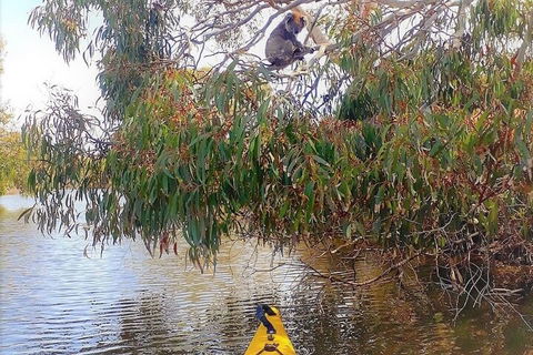 Kangaroo Island Self-Guided Kayaking On The Harriet River - Mackay Tourism 4