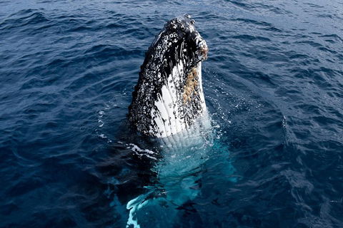 Phillip Island Whale Watching Tour - Mackay Tourism 0