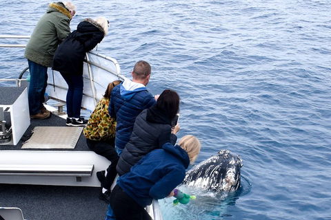 Phillip Island Whale Watching Tour - Mackay Tourism 1