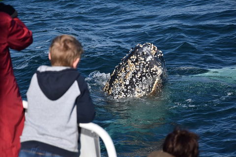 Phillip Island Whale Watching Tour - Mackay Tourism 2