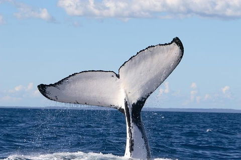 Phillip Island Whale Watching Tour - Mackay Tourism 3