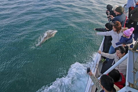 Phillip Island Whale Watching Tour - Mackay Tourism 5