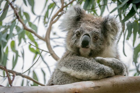 Great Ocean Road & Grampians National Park Tour - 3 Days, 2 Nights - Mackay Tourism 2